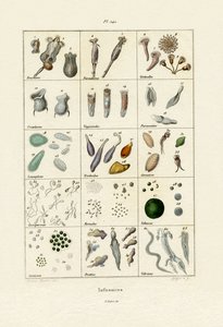 Infusoria
